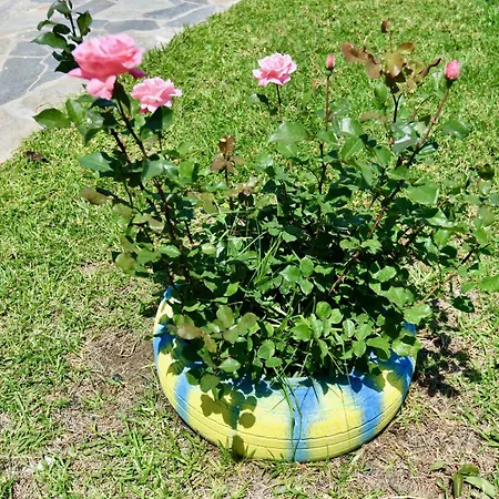 Summer View