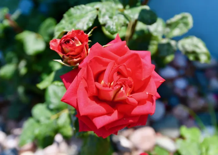 Summer View Szálloda Theológosz